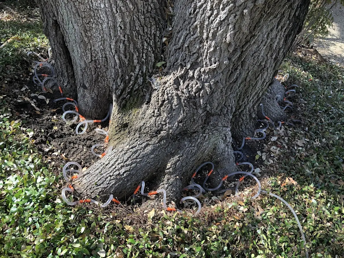 Detailed Tree Cabling and Bracing job site in Riddle